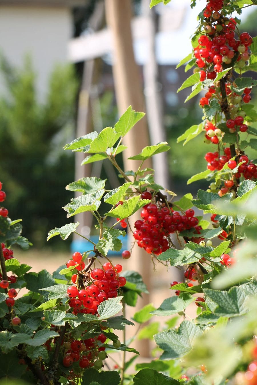 Rote Vogelbeeren an einem Zweig auf dem Gelände des Kindergartens.